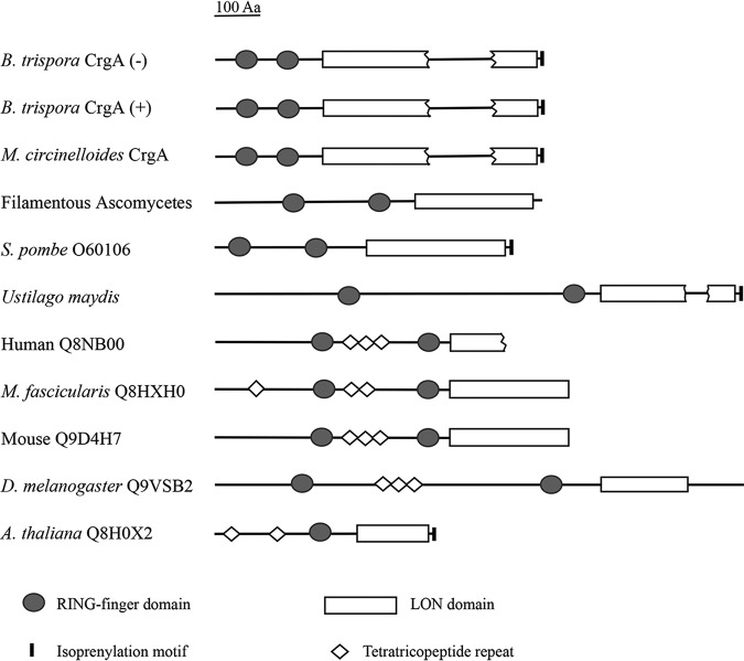 FIG 1