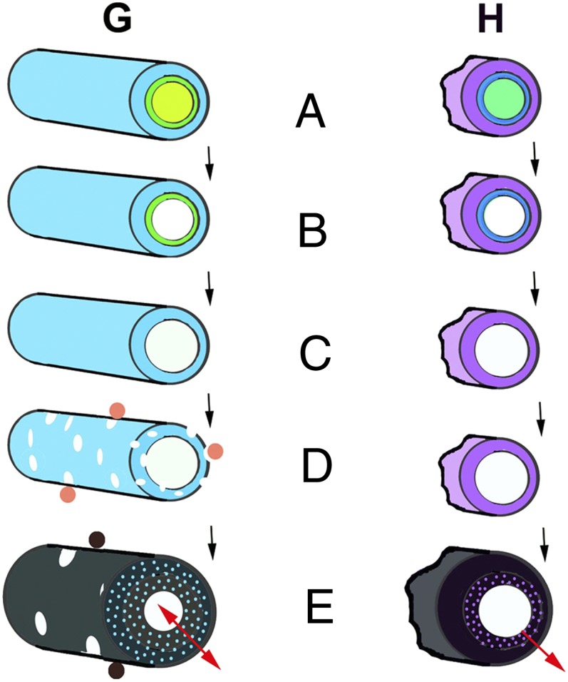 Fig. 5.