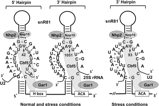 FIGURE 1.