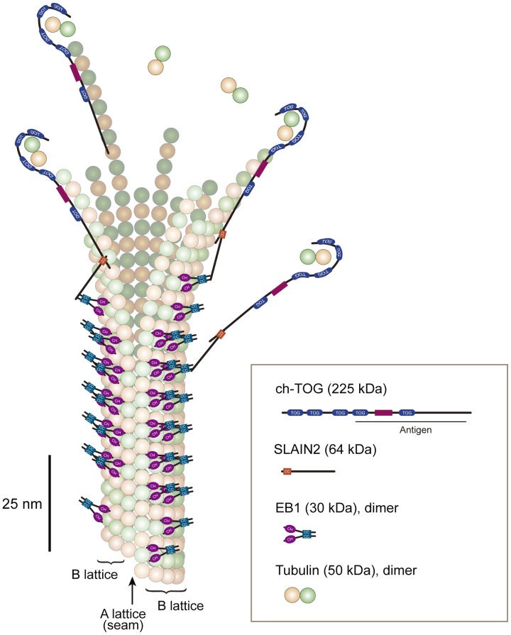 Figure 11