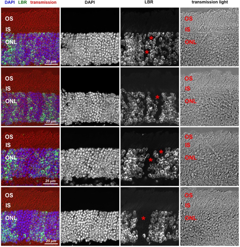 Figure 2—figure supplement 2.