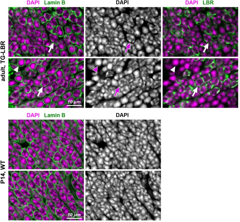 Figure 2—figure supplement 1.