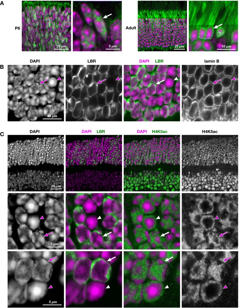 Figure 1—figure supplement 2.