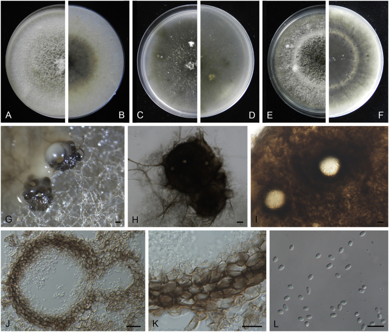 Fig. 11