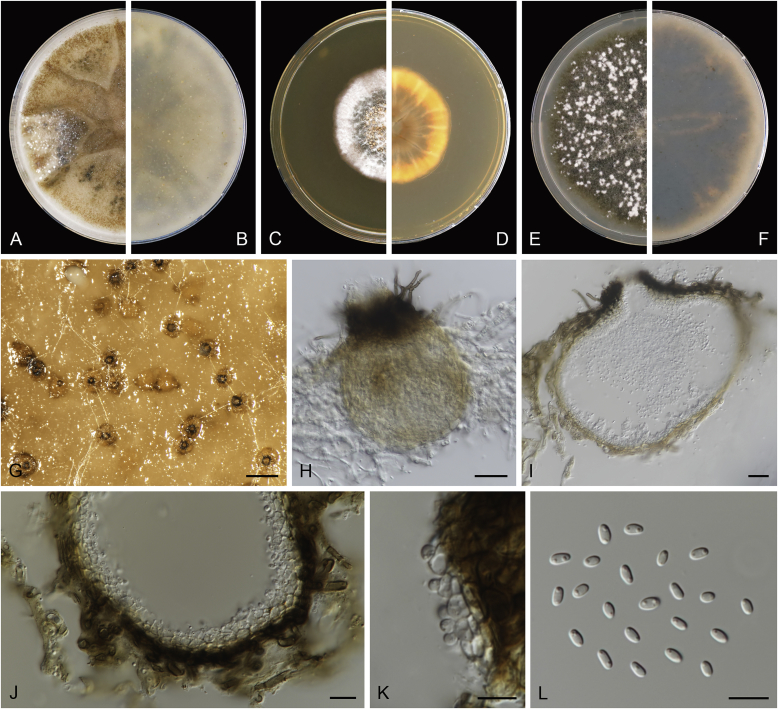 Fig. 16