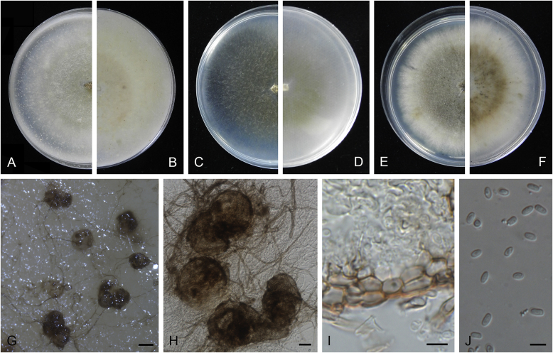 Fig. 18