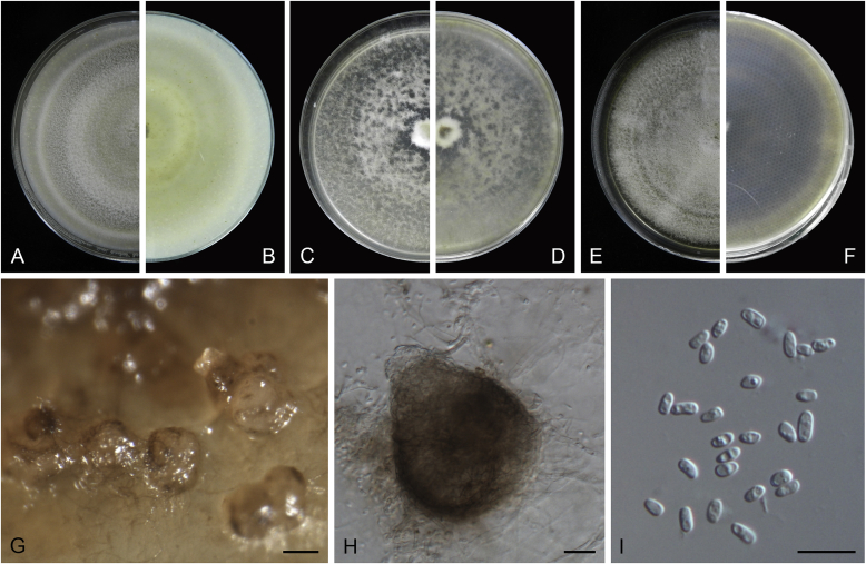 Fig. 14