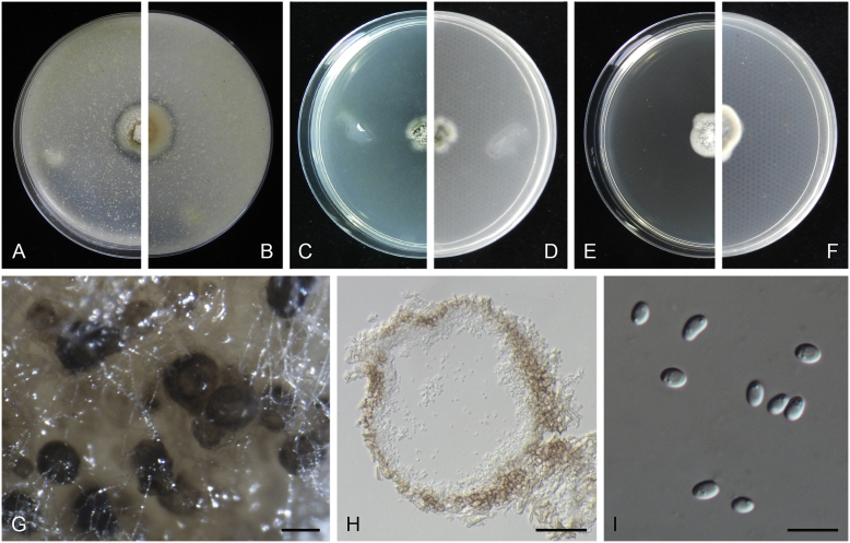 Fig. 15