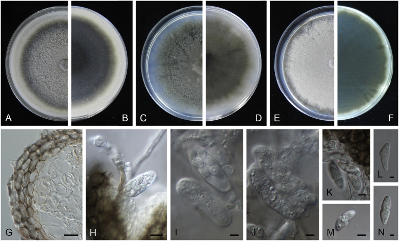 Fig. 17