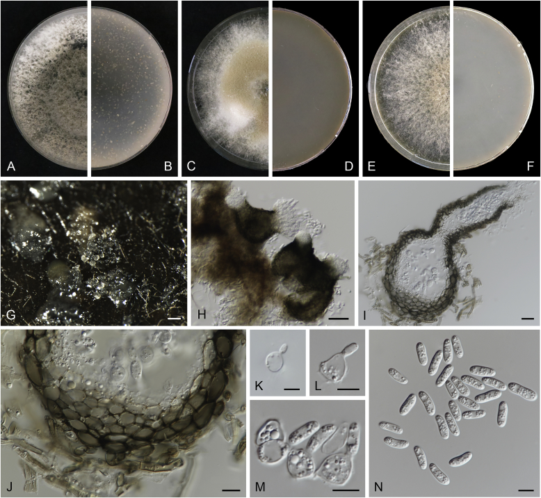 Fig. 28