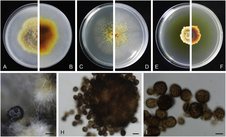 Fig. 25