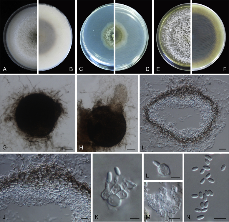 Fig. 20