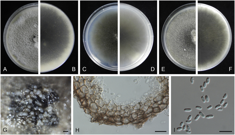 Fig. 10