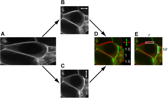 FIGURE 1.