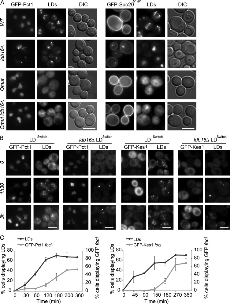 Figure 6.