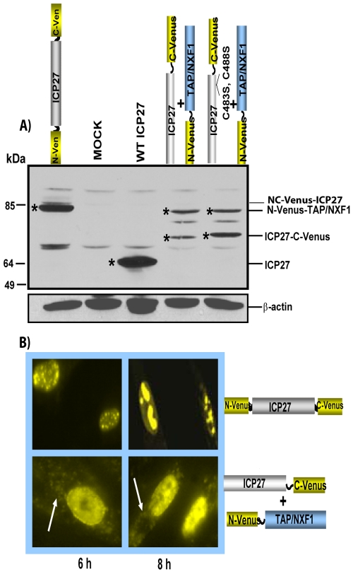 FIG 2 