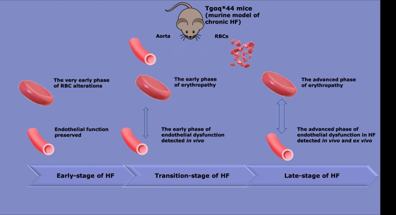 Graphical abstract