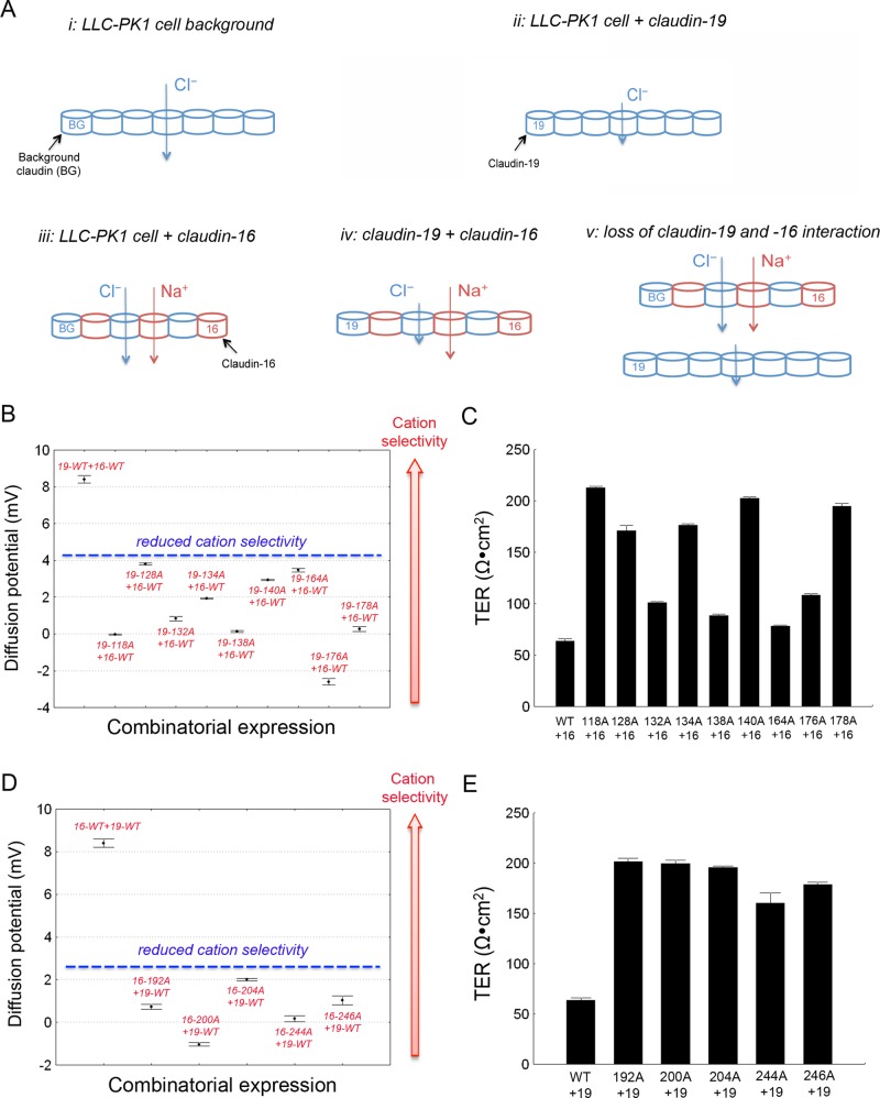 FIGURE 4: