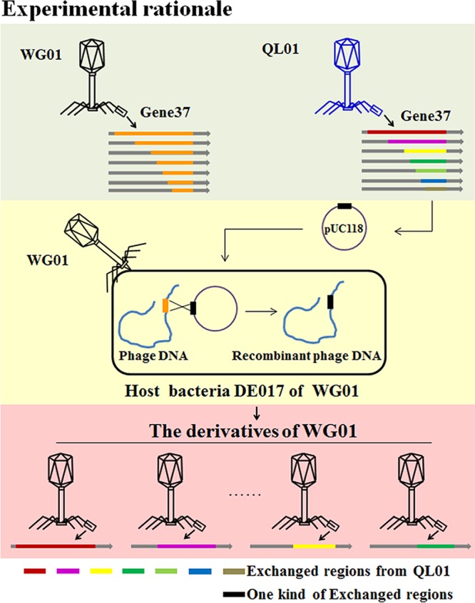 FIG 2