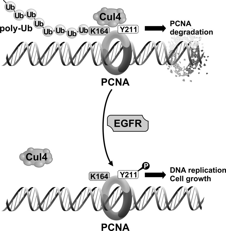 FIGURE 10.