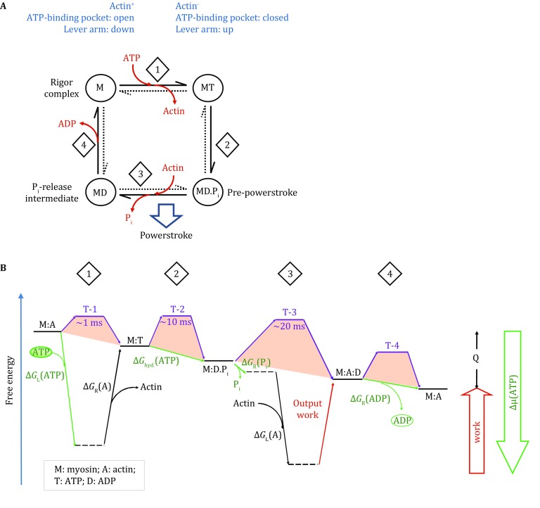 Fig. 2