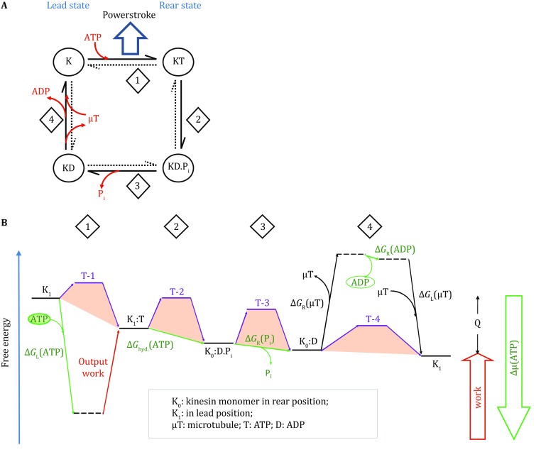 Fig. 3