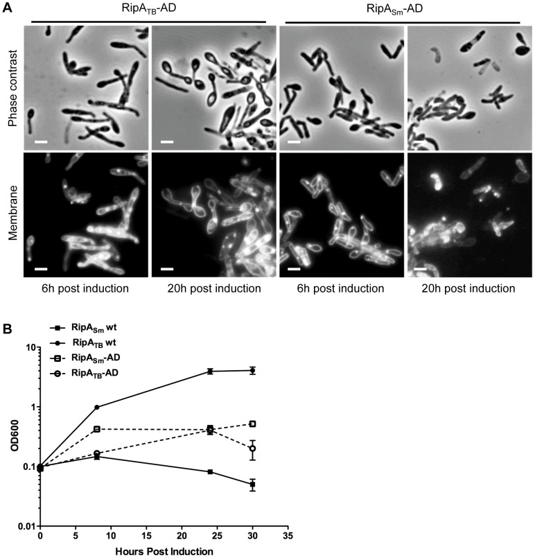 Figure 6