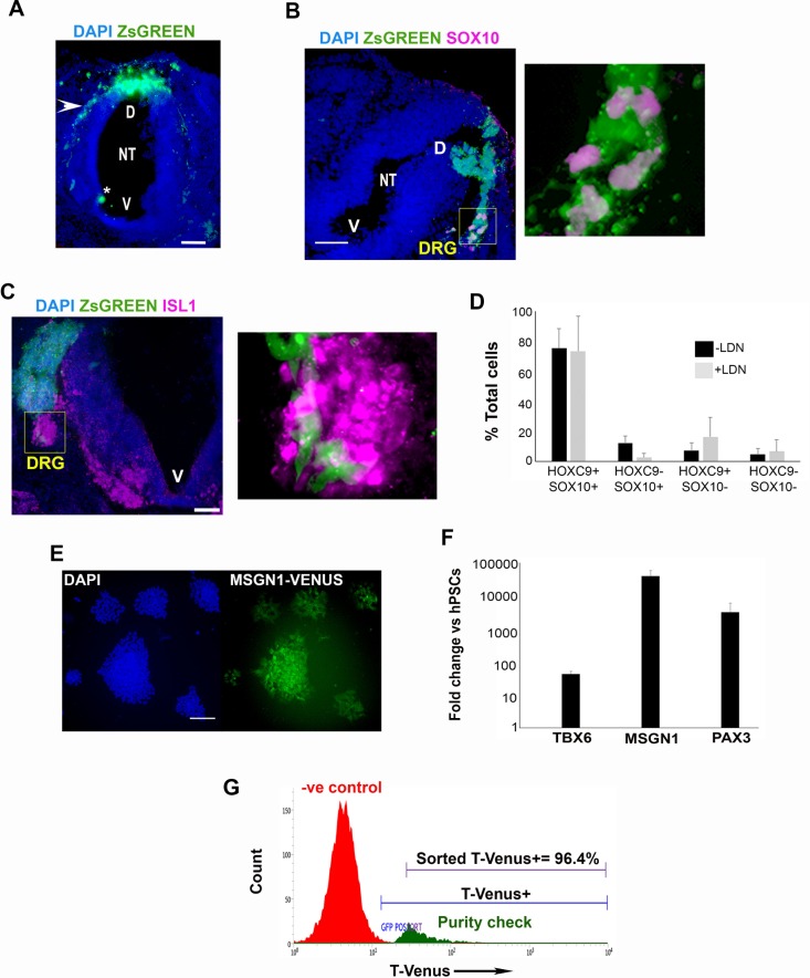 Figure 3—figure supplement 2.