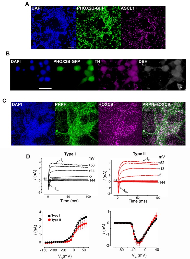 Figure 5—figure supplement 1.