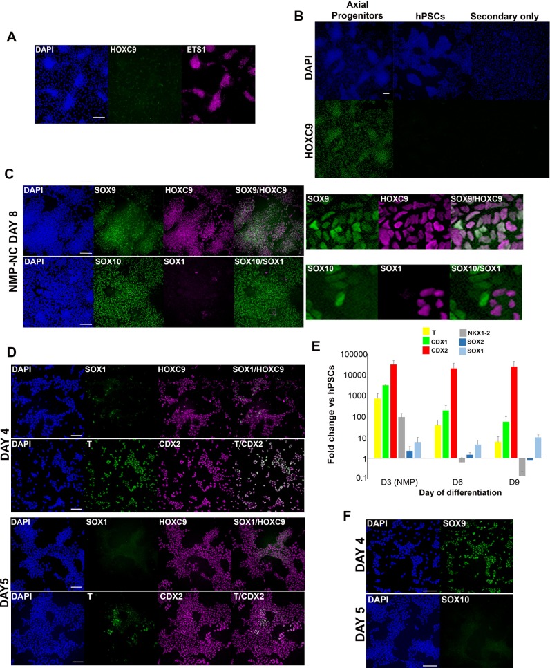 Figure 3—figure supplement 1.