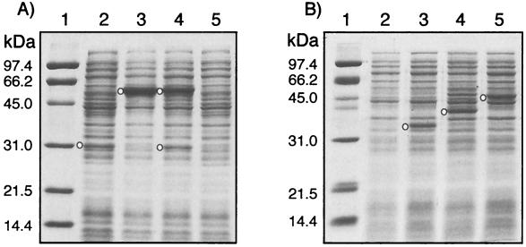 FIG. 4.