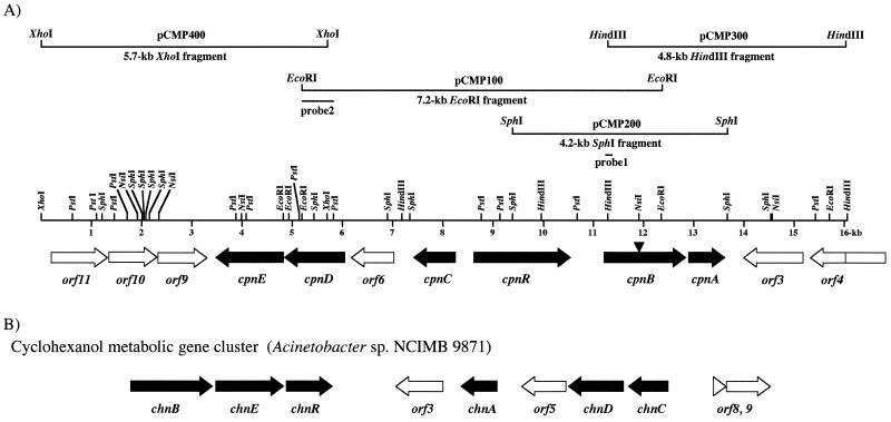 FIG. 2.