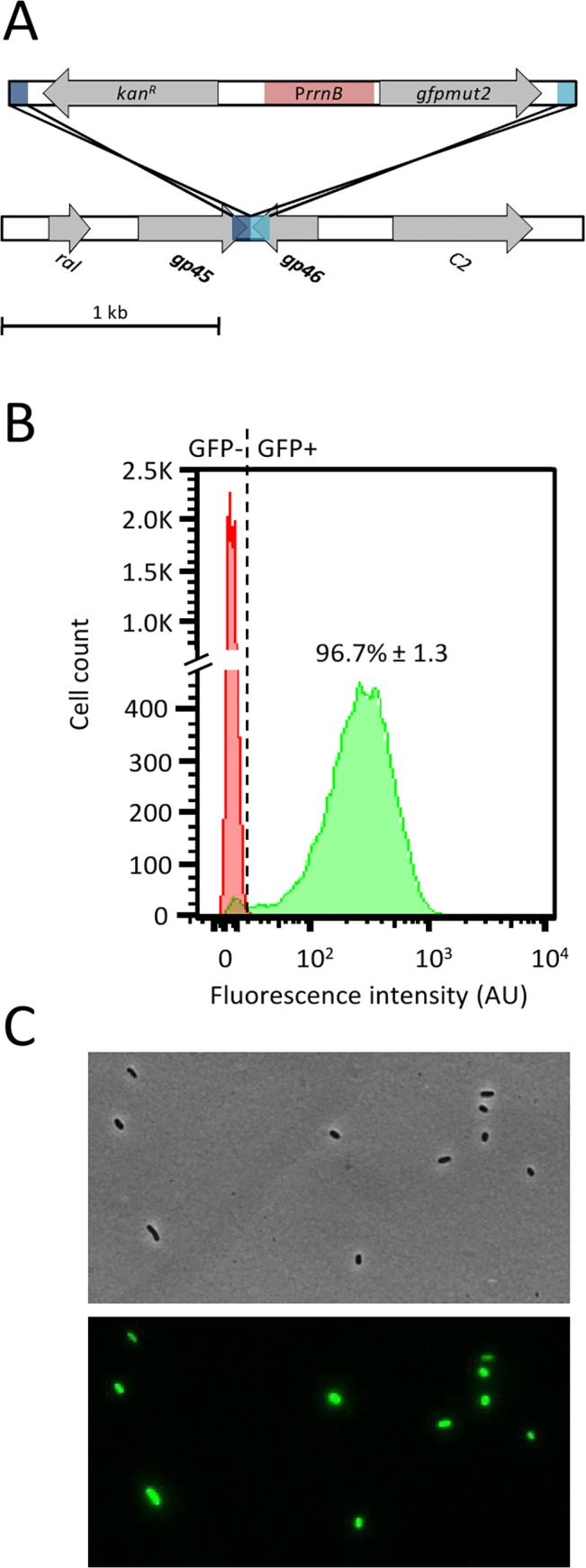 Fig 6