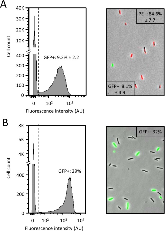 Fig 5