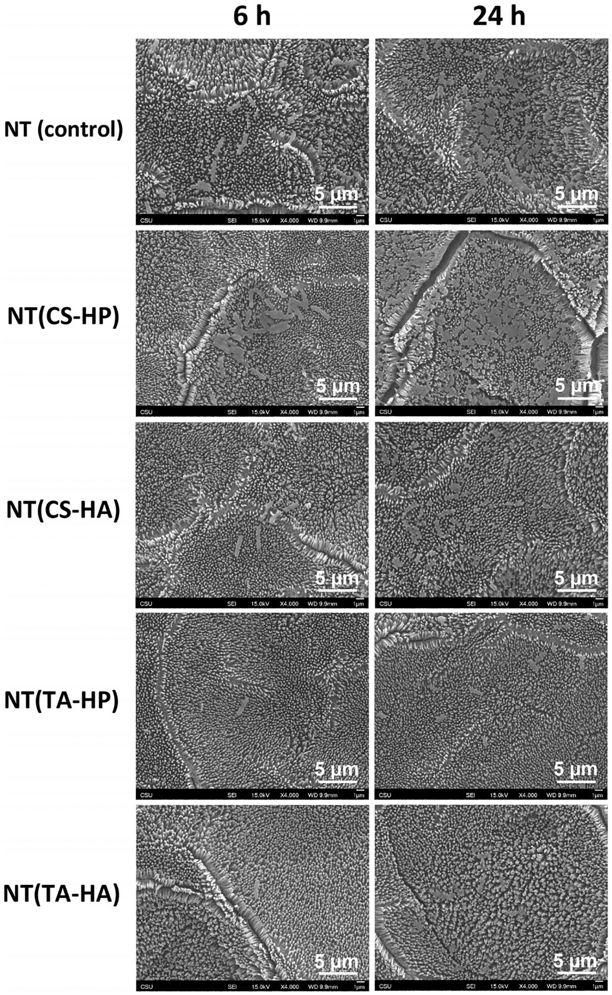 FIGURE 11