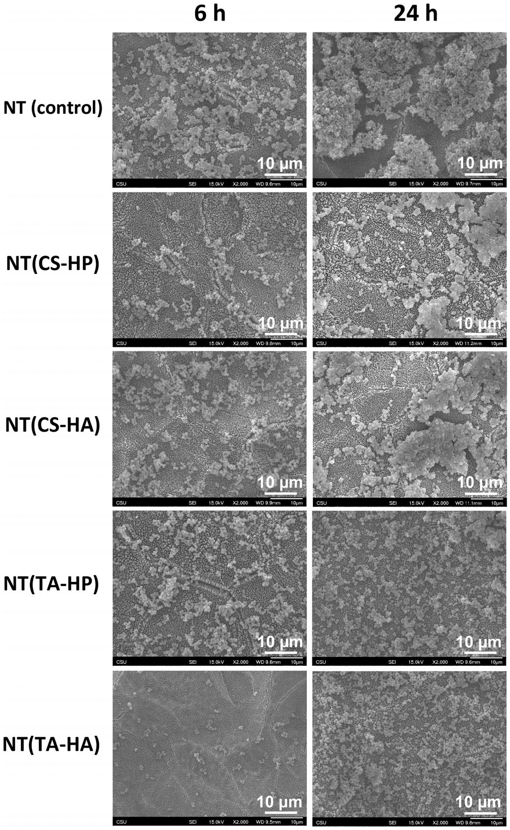 FIGURE 12