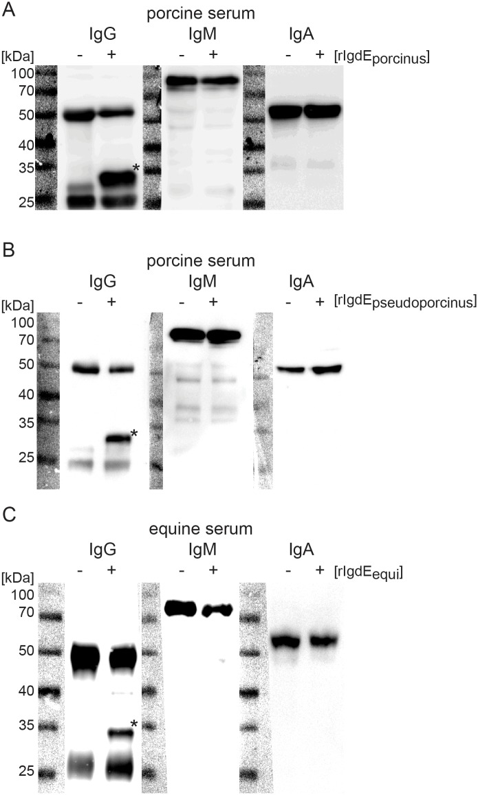 Novel IgG-Degrading Enzymes of the IgdE Protease Family Link Substrate ...