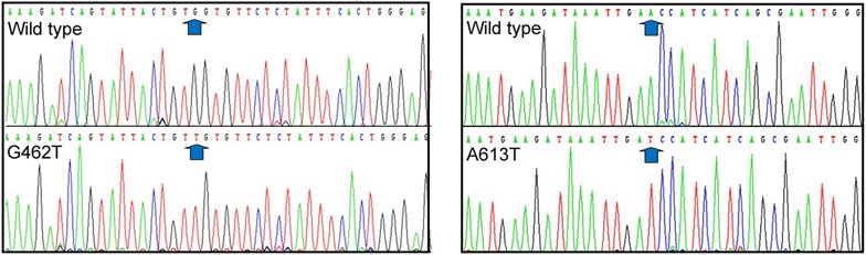 Fig. 1