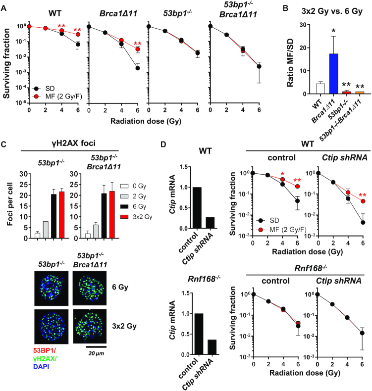 53BP1/RIF1 signaling promotes cell survival after multifractionated ...