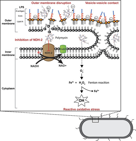 graphic file with name pharmrev.120.000020absf1.jpg