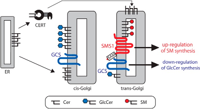 Figure 11.