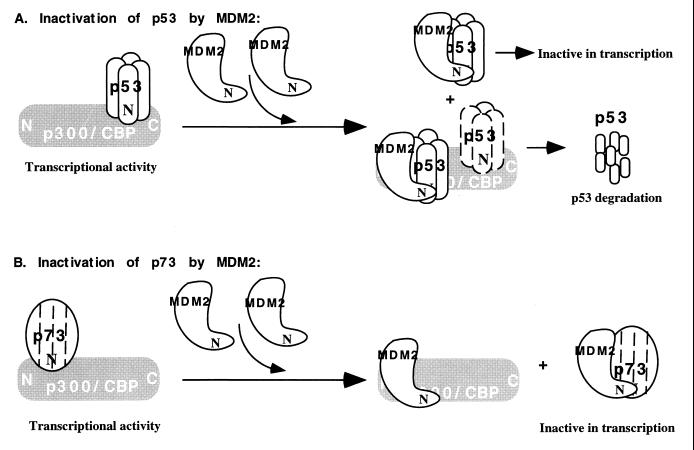 FIG. 7