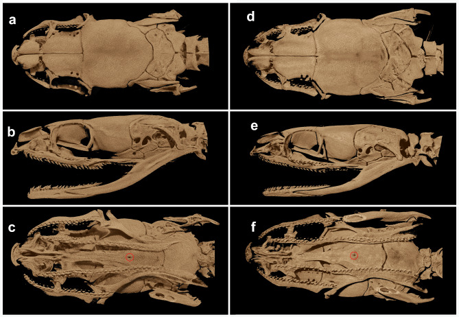 Fig. 10