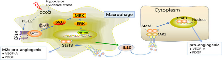 graphic file with name 12964_2022_973_Figa_HTML.jpg