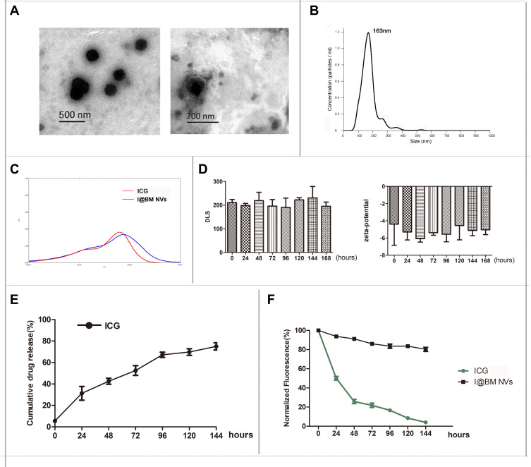 B16 Membrane-Coated Vesicles for Combined Photodynamic Therapy and ...