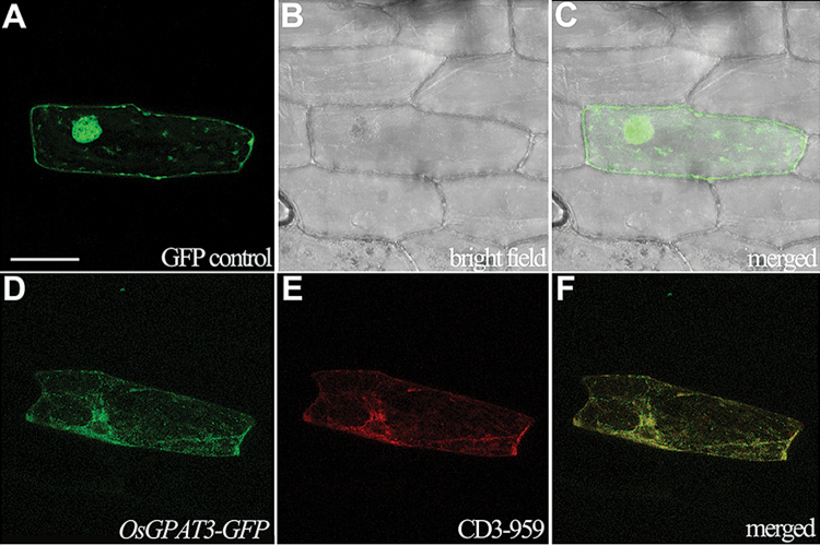 Fig. 9.