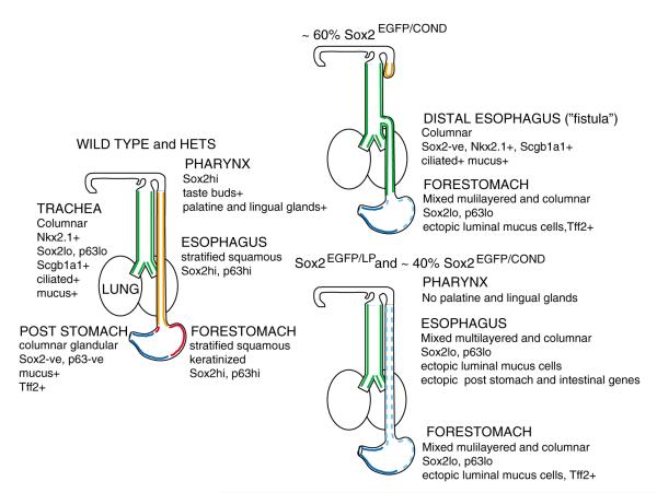 Fig. 8