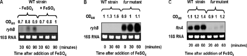 FIG. 8.