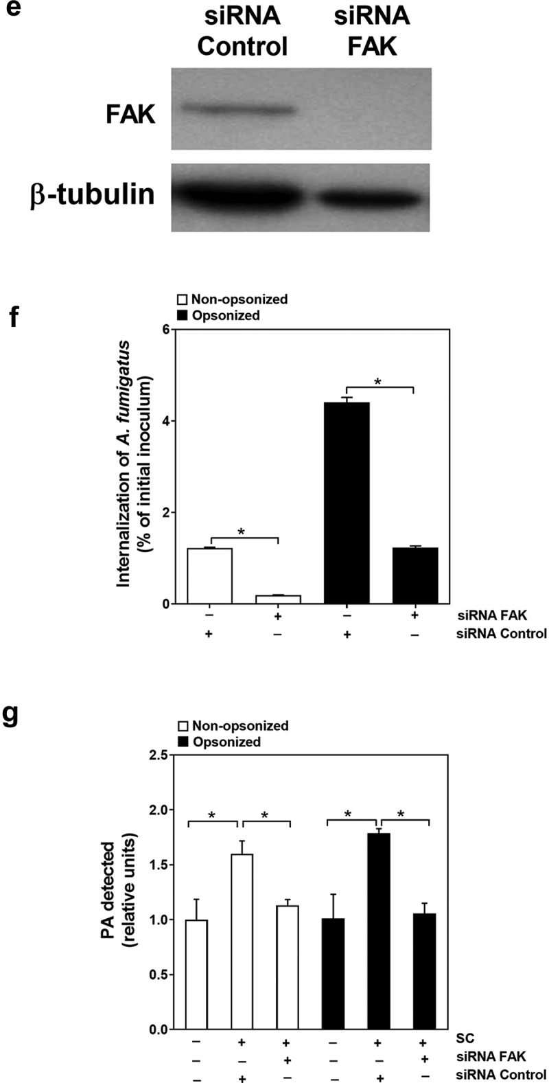 Figure 5b.