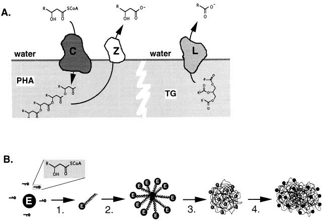 FIG. 6